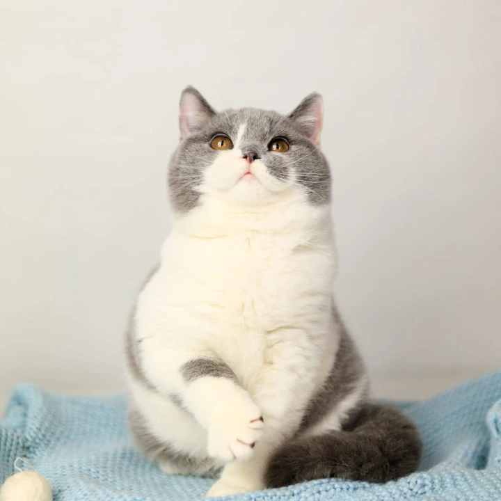 Darik British Shorthair Kittens | Kitten for sale. 