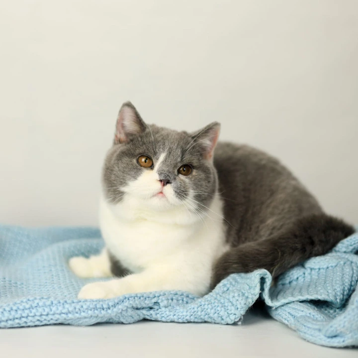 Darik British Shorthair Kittens | Kitten for sale. 