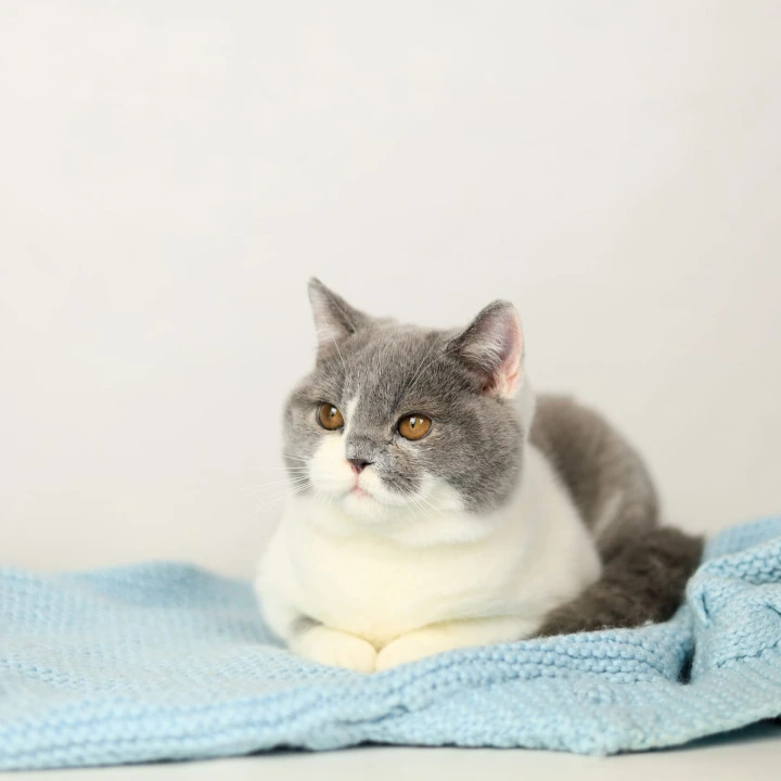 Darik British Shorthair Kittens | Kitten for sale. 