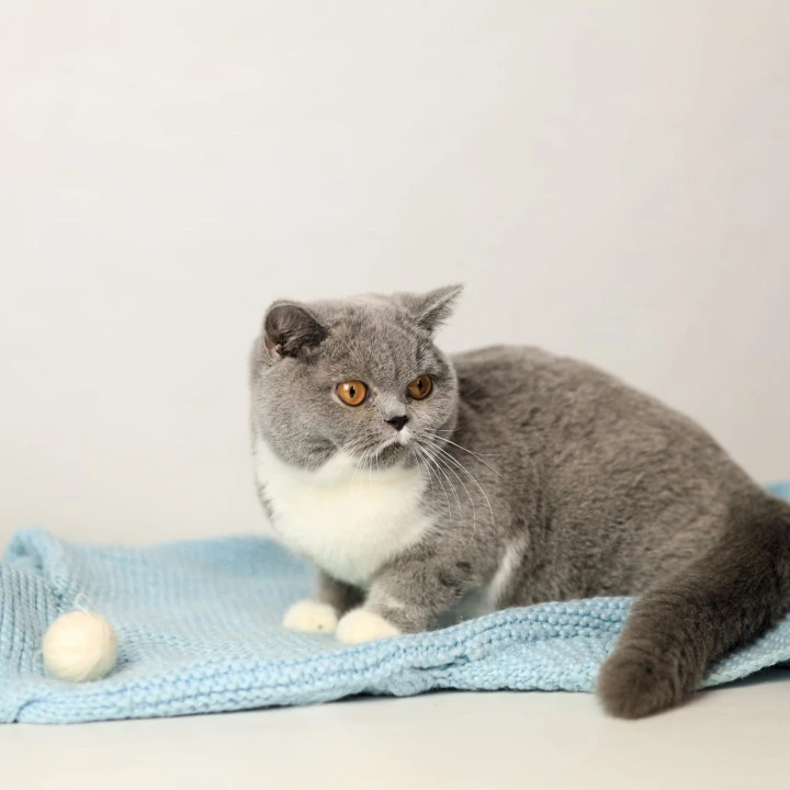 Wendy British Shorthair Kittens | Large selection of kittens. 