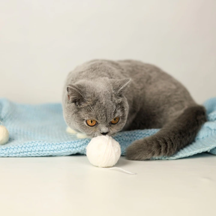 Wendy British Shorthair Kittens | Large selection of kittens. 