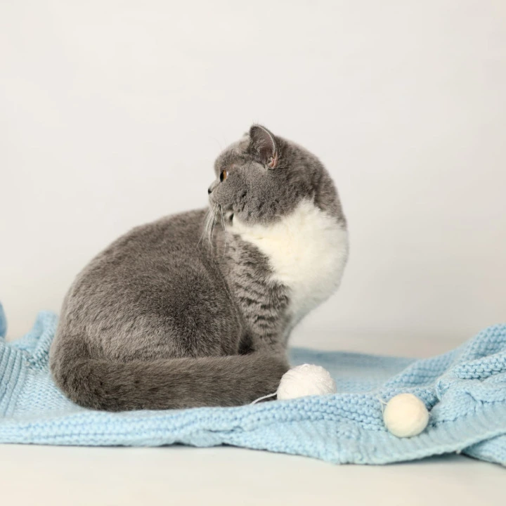 Wendy British Shorthair Kittens | Large selection of kittens. 