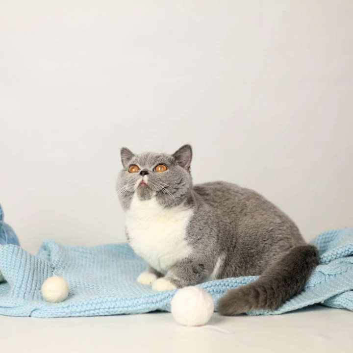 Wendy British Shorthair Kittens | Large selection of kittens. 