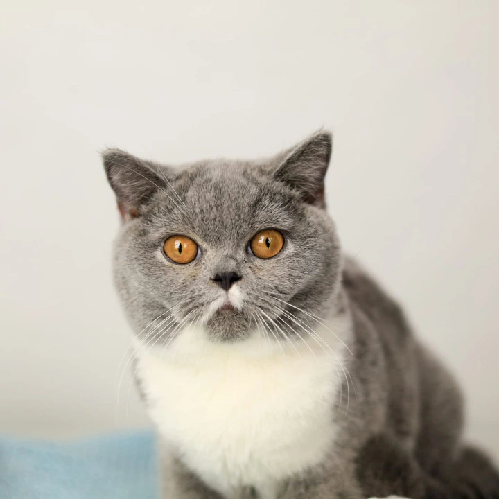 Wendy British Shorthair Kittens | Large selection of kittens. 