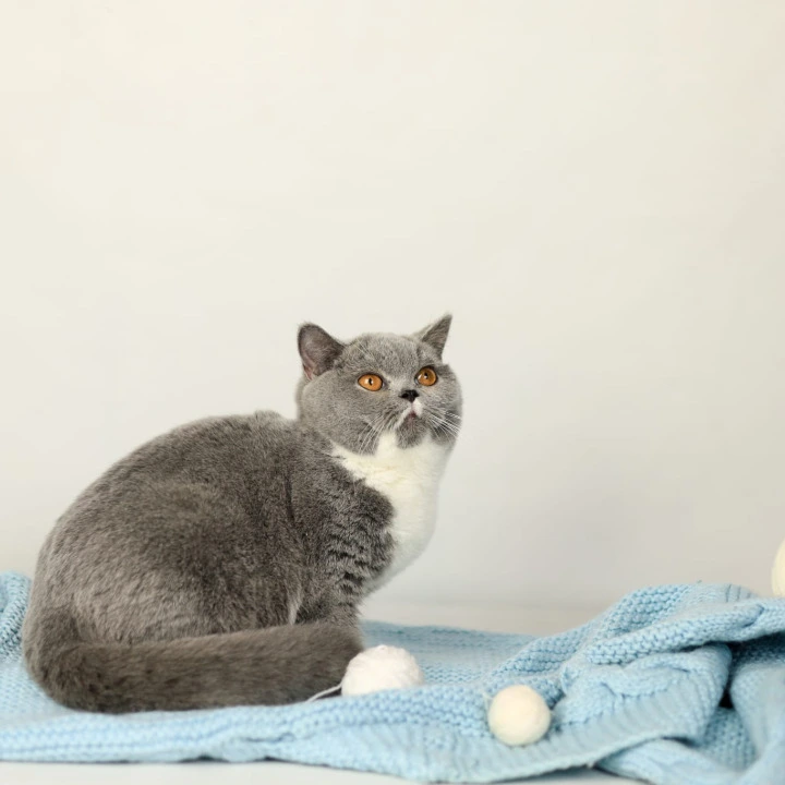 Wendy British Shorthair Kittens | Large selection of kittens. 