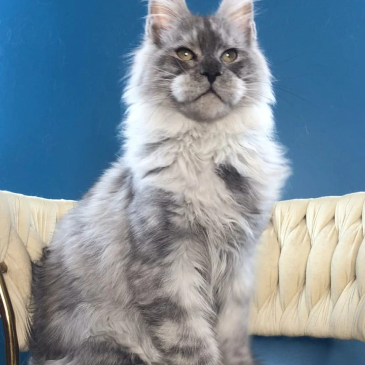Oniks Maine Coon Kittens | Kitten for sale. 
