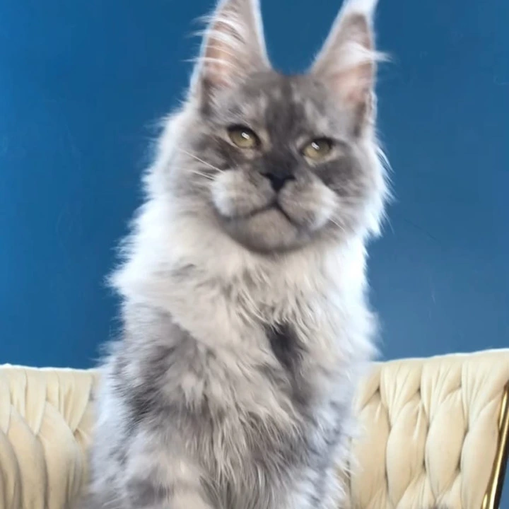 Oniks Maine Coon Kittens | Kitten for sale. 