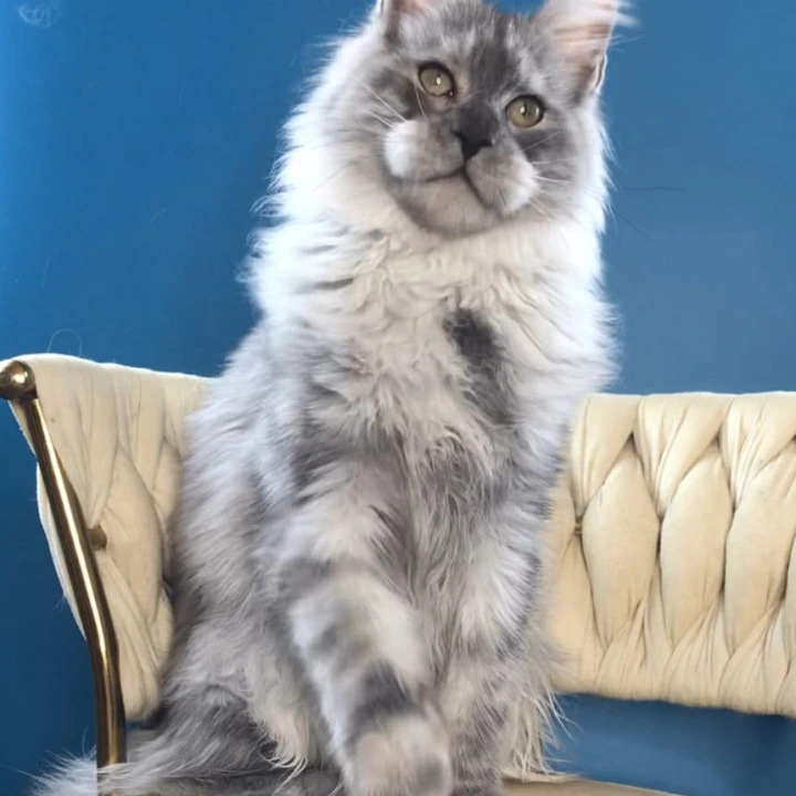 Oniks Maine Coon Kittens | Kitten for sale. 