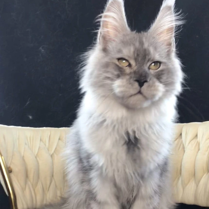 Oniks Maine Coon Kittens | Kitten for sale. 