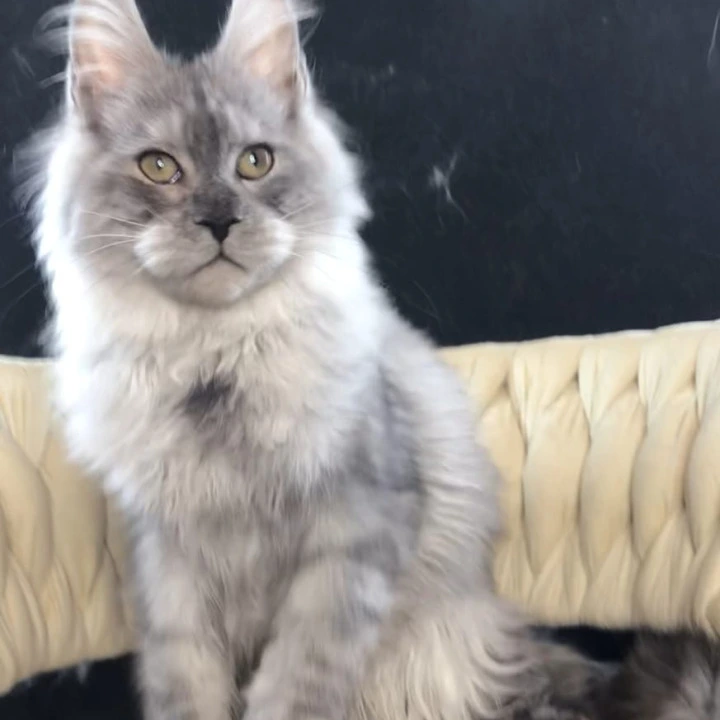 Oniks Maine Coon Kittens | Kitten for sale. 