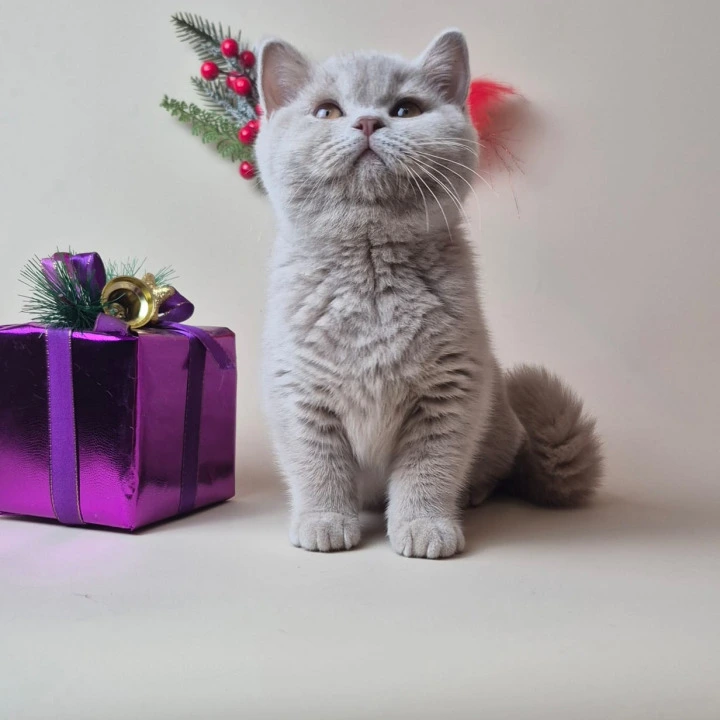 Jamaica British Shorthair Kittens | Buy a kitten.
