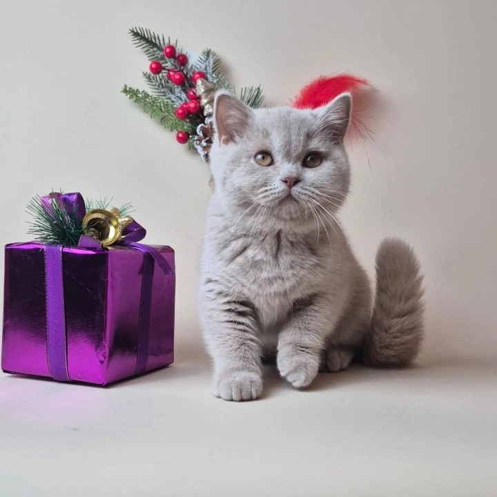 Jamaica British Shorthair Kittens | Buy a kitten. 
