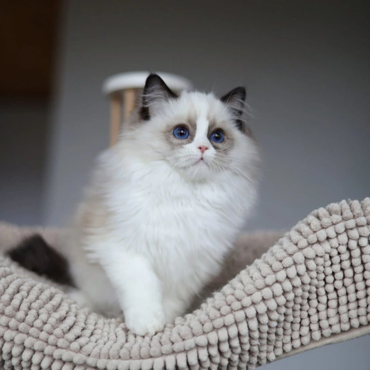 Oskar Ragdoll Kittens | Buy a kitten. 