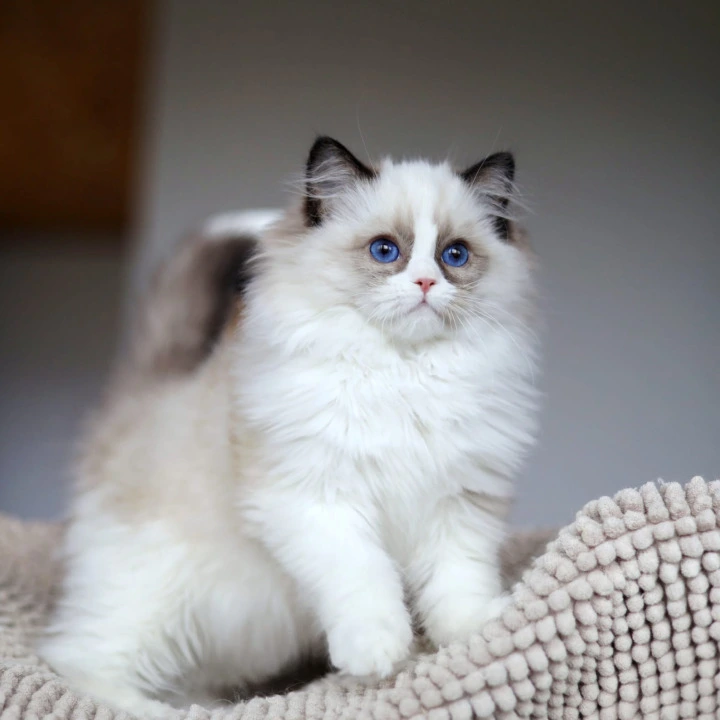 Oskar Ragdoll Kittens | Buy a kitten. 