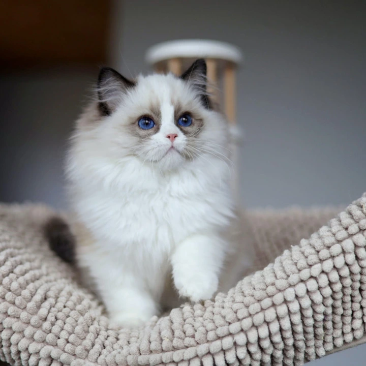 Oskar Ragdoll Kittens | Buy a kitten. 