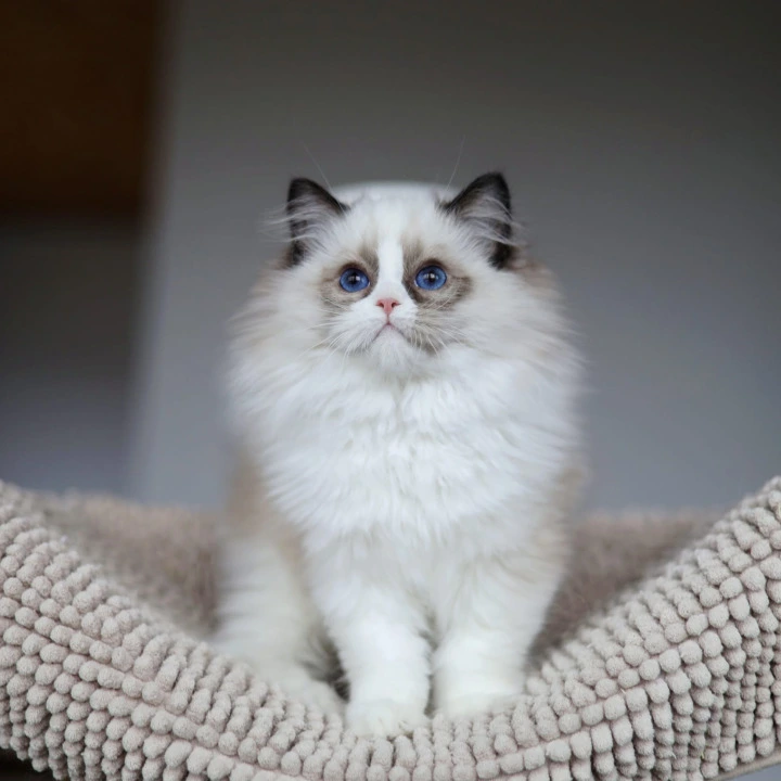 Oskar Ragdoll Kittens | Buy a kitten. 
