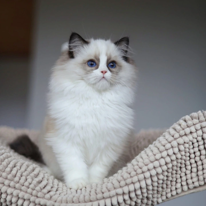 Oskar Ragdoll Kittens | Buy a kitten. 