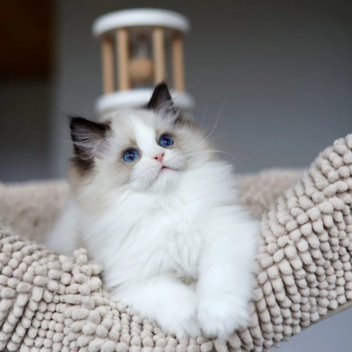 Otis Ragdoll Kittens | Kitten for sale.