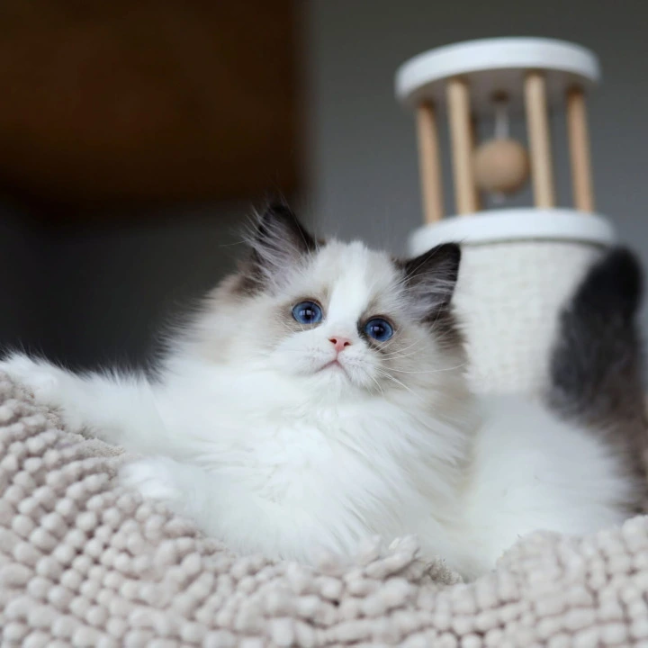 Otis Ragdoll Kittens | Kitten for sale.