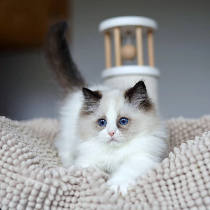 Otis Ragdoll Kittens | Kitten for sale.