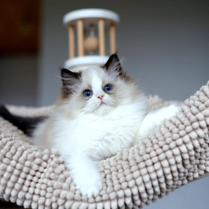 Otis Ragdoll Kittens | Kitten for sale.
