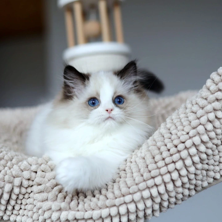 Otis Ragdoll Kittens | Kitten for sale. 
