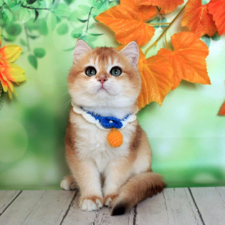 Ermak British Shorthair Kittens | Kitten for sale.