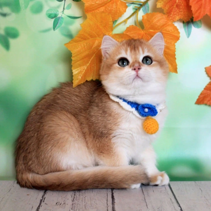 Ermak British Shorthair Kittens | Kitten for sale.