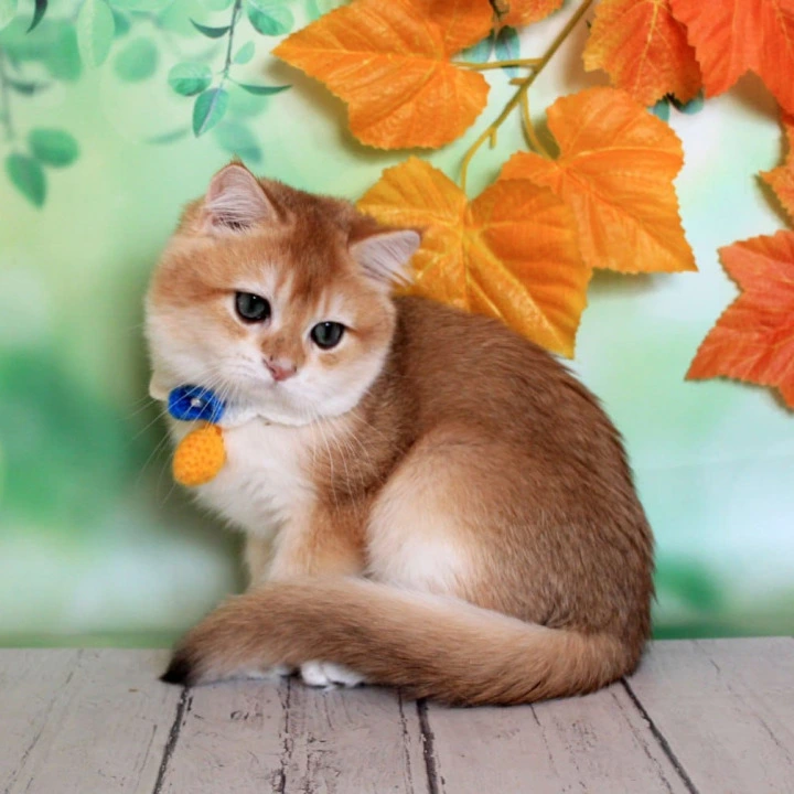 Ermak British Shorthair Kittens | Kitten for sale.