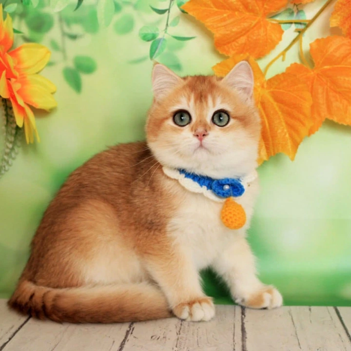 Ermak British Shorthair Kittens | Kitten for sale.