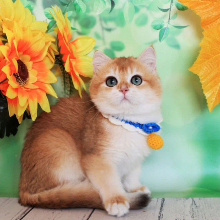 Ermak British Shorthair Kittens | Kitten for sale. 