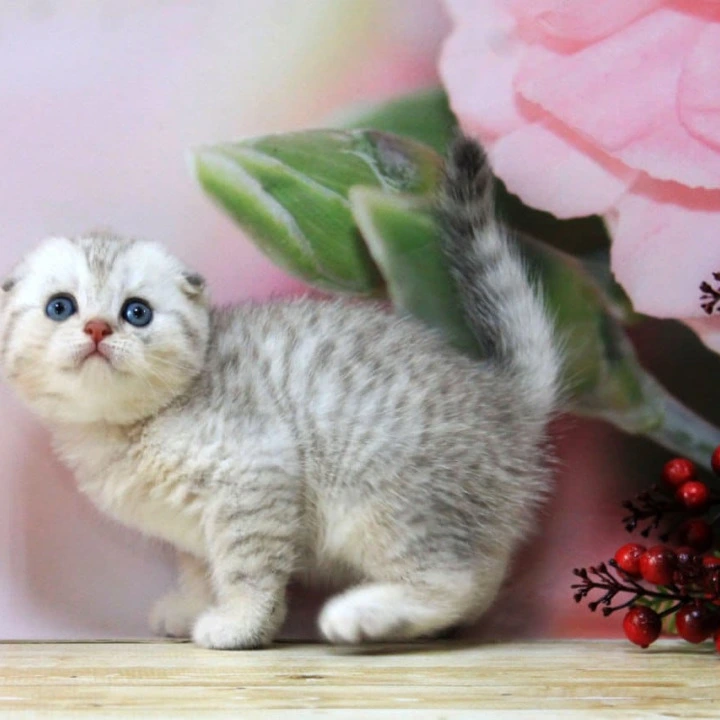 Tamerland.  Scottish fold Scottish Straight/Fold  Kittens | Large selection of kittens. 