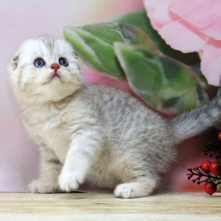 Tamerland. Scottish fold Scottish Straight/Fold Kittens | Large selection of kittens.