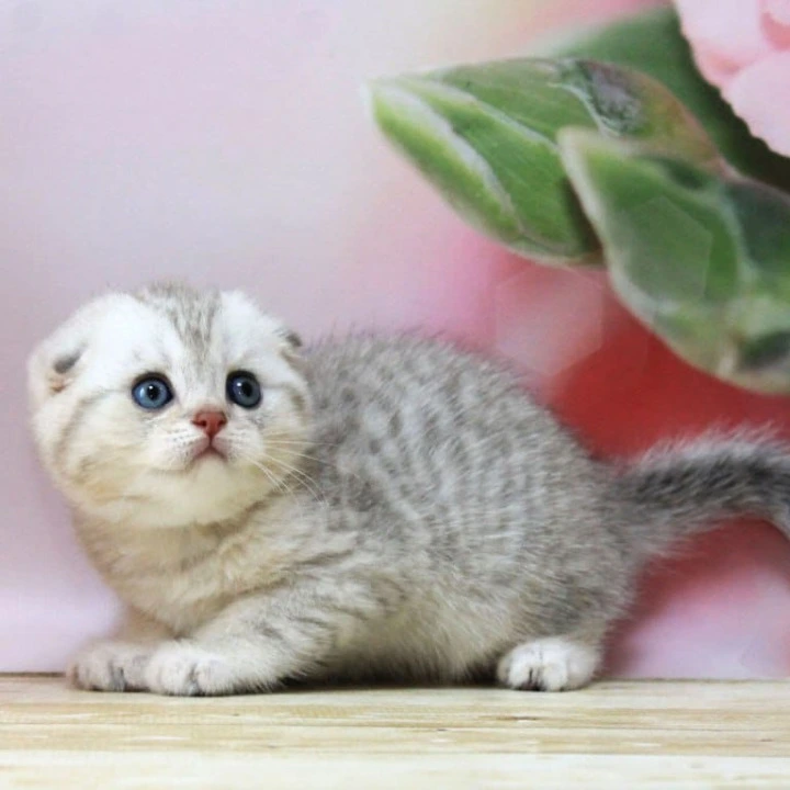 Tamerland. Scottish fold Scottish Straight/Fold Kittens | Large selection of kittens.