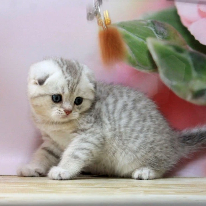 Tamerland.  Scottish fold Scottish Straight/Fold  Kittens | Large selection of kittens. 