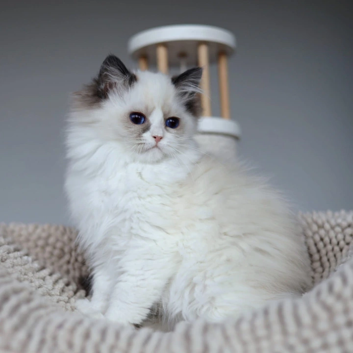 Olivia Ragdoll Kittens | Large selection of kittens. 