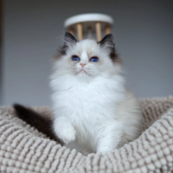 Olivia Ragdoll Kittens | Large selection of kittens.