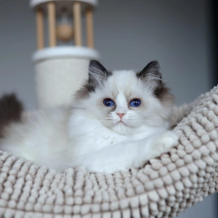 Olivia Ragdoll Kittens | Large selection of kittens.