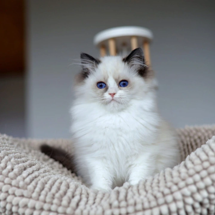Olivia Ragdoll Kittens | Large selection of kittens. 