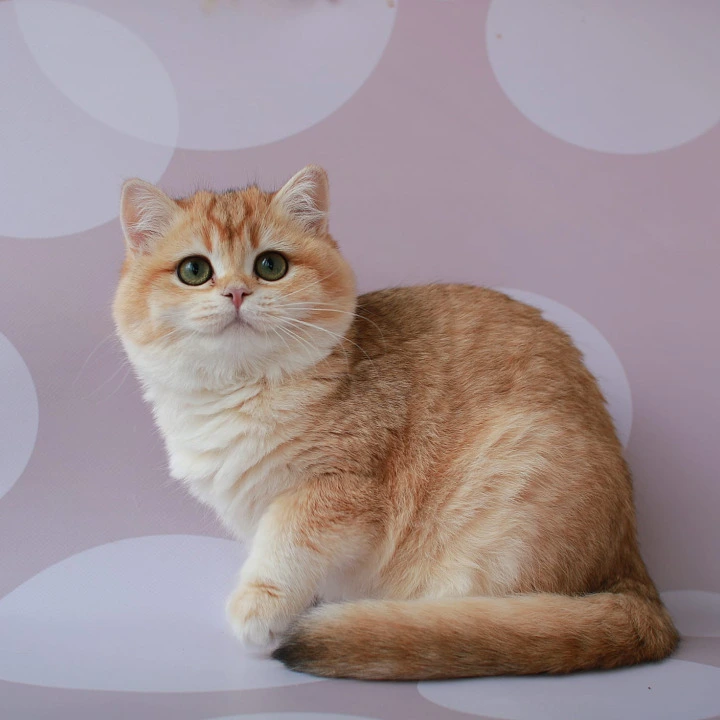 Ambrozia British Kittens | Large selection of kittens. 