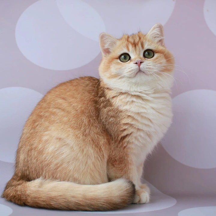 Ambrozia British Kittens | Large selection of kittens. 