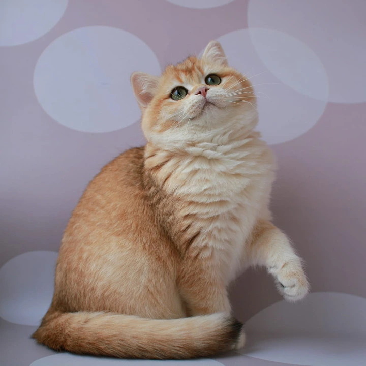 Ambrozia British Kittens | Large selection of kittens. 