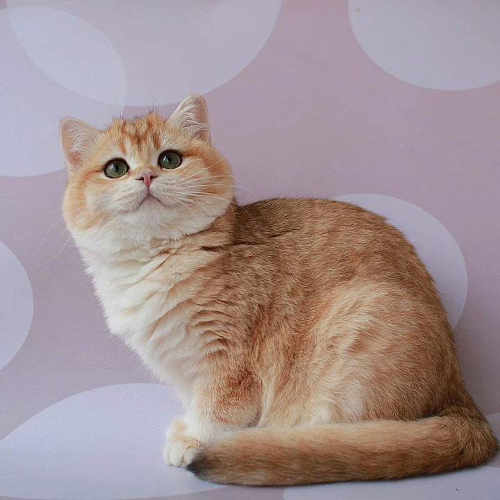 Ambrozia British Shorthair Kittens | Buy a kitten. 