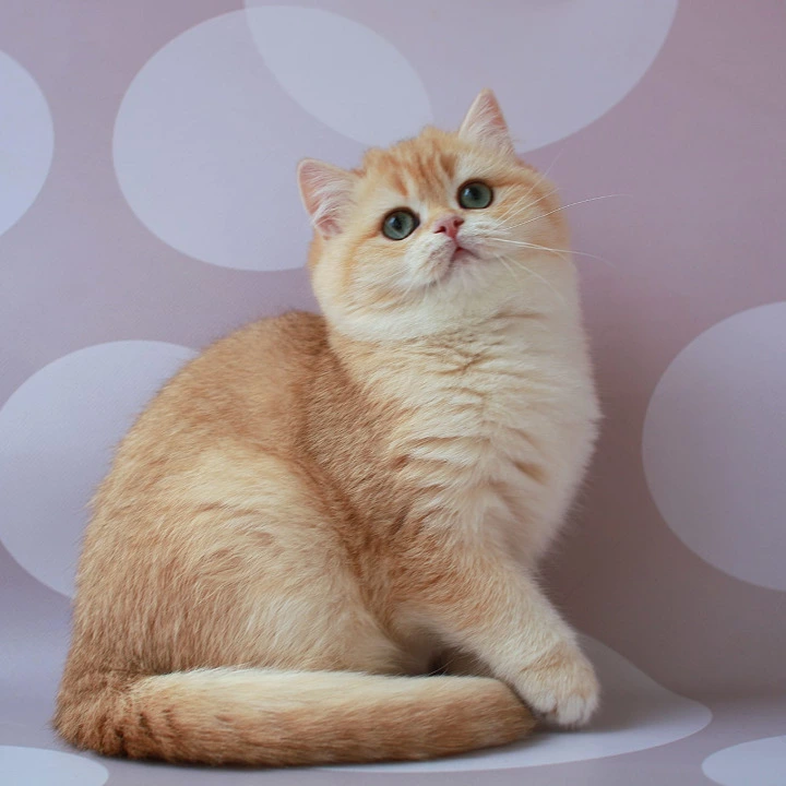 Ariel British Shorthair Kittens | Kitten for sale. 