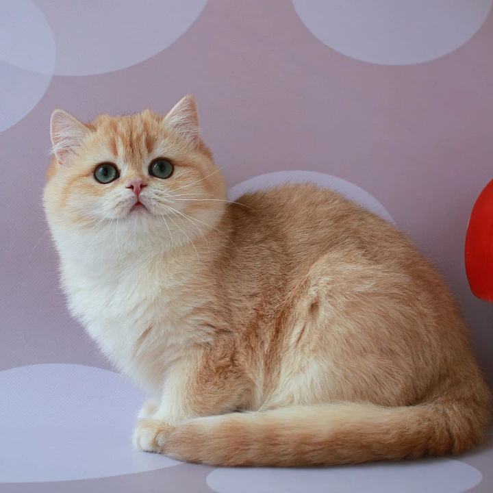 Ariel British Shorthair Kittens | Kitten for sale. 