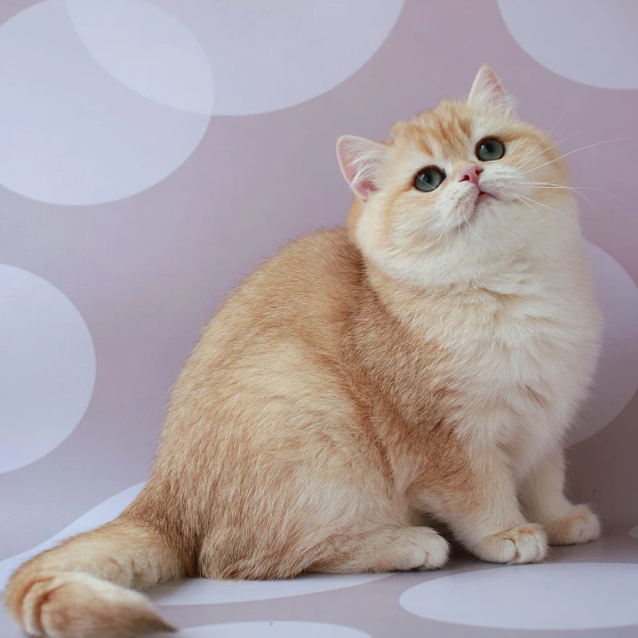 Ariel British Shorthair Kittens | Kitten for sale. 