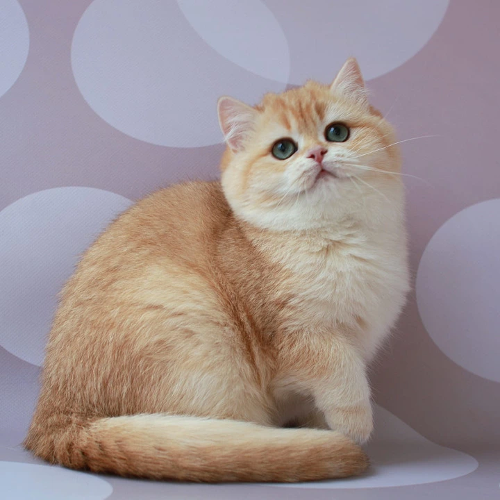 Ariel British Kittens | Kitten for sale.