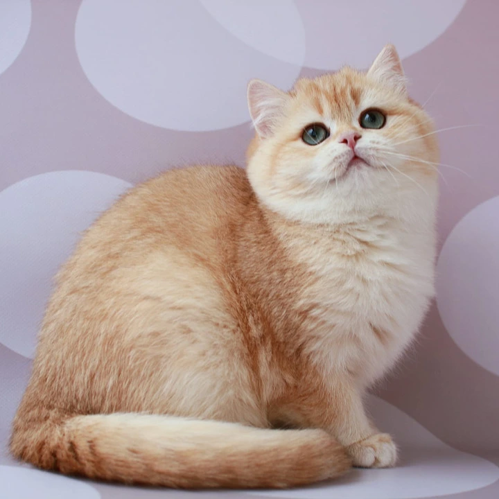 Ariel British Kittens | Kitten for sale.