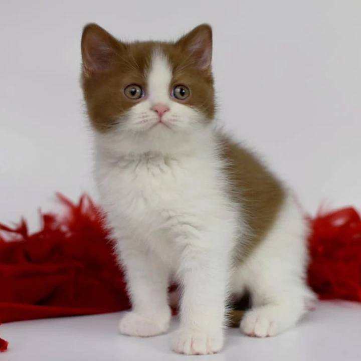 Simba British Kittens | Buy a kitten. 