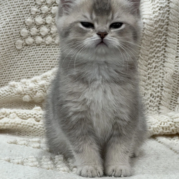 Baron Local - Pickup Today! | Kittens for sale.